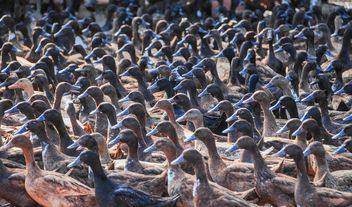 Duck farm - Kostenloses image #297563
